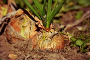 Apport : comprendre son rôle dans la nutrition